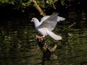 a white bird flying over a body of water